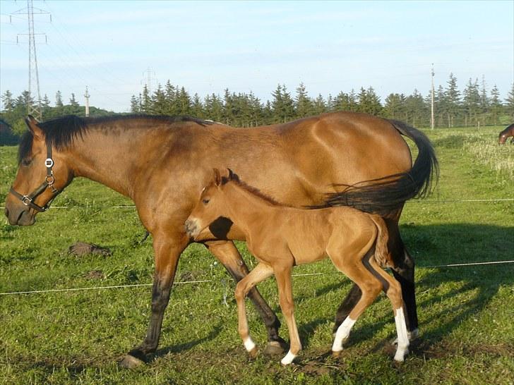 DSP Luna af Hvorvarp billede 13