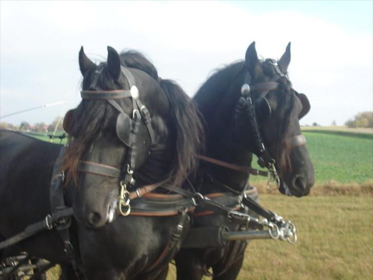 Frieser Tamke af søndergård billede 9