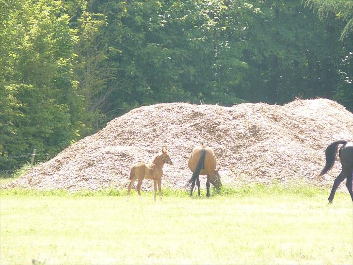 DSP Luna af Hvorvarp billede 14