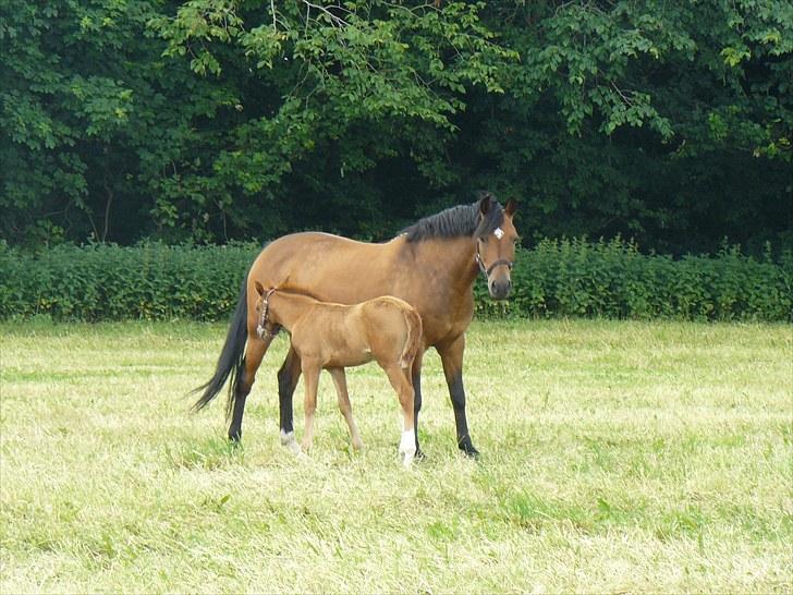 DSP Luna af Hvorvarp billede 15