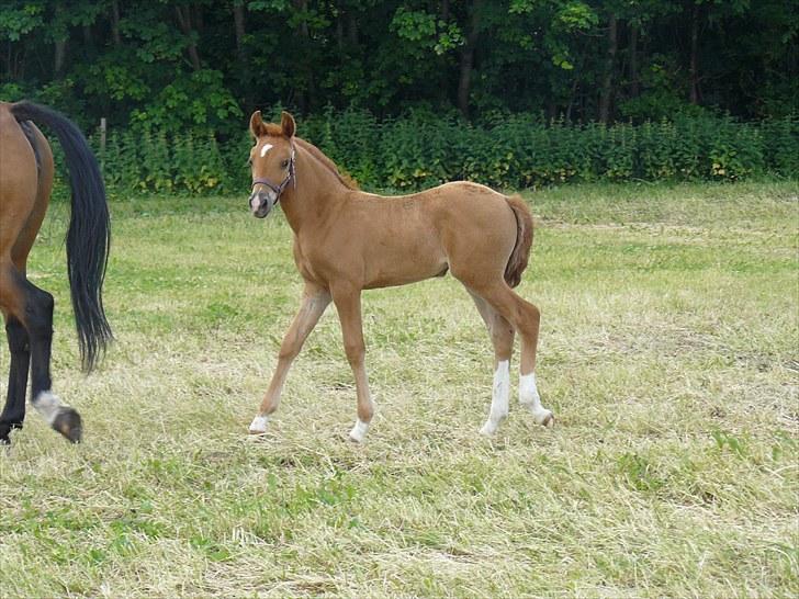 DSP Luna af Hvorvarp billede 16