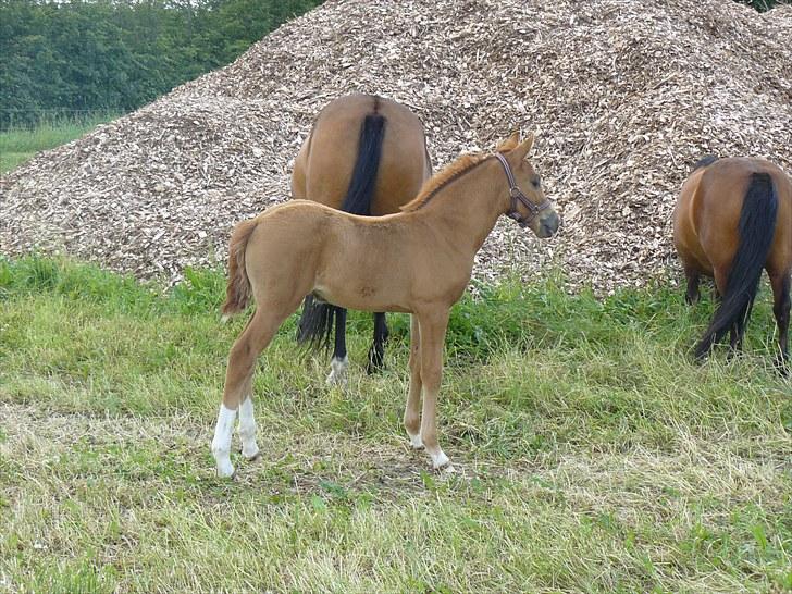 DSP Luna af Hvorvarp billede 17