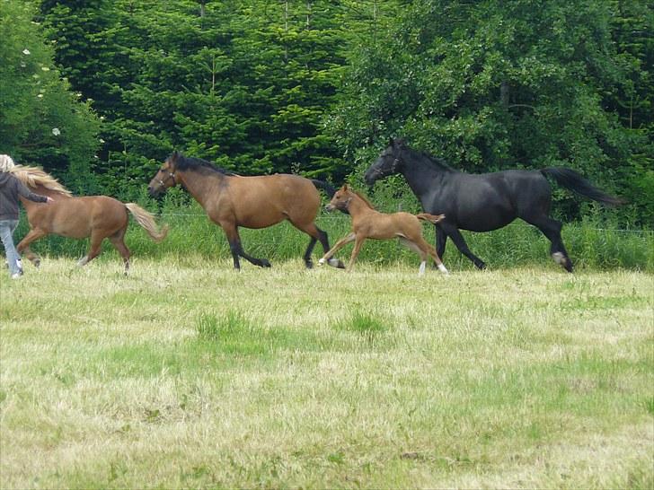 DSP Luna af Hvorvarp billede 18