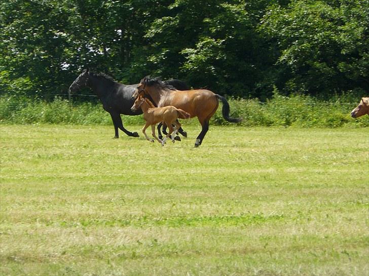 DSP Luna af Hvorvarp billede 19