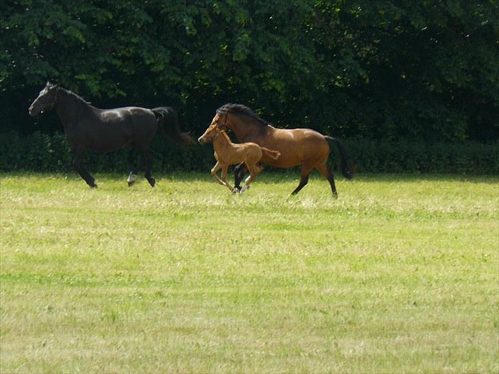 DSP Luna af Hvorvarp billede 20