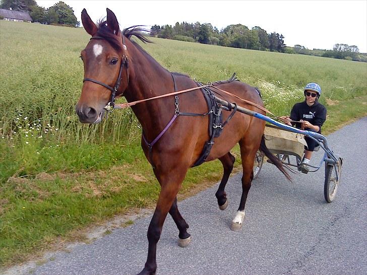 Traver Negus Shadow billede 6