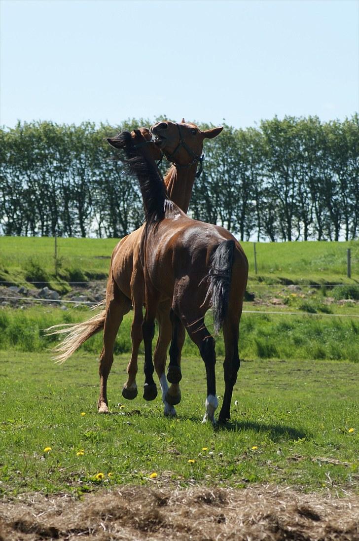 Dansk Varmblod Fjordglimts Robin Hood *SOLGT* - Loke og Robin leger :) billede 3