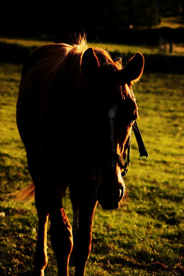 Dansk Varmblod Fjordglimts Robin Hood *SOLGT* - - du er helt ubeskrivelig, ved ikke hvad jeg havde gjort, hvis jeg havde mistet dig<´3 - billede 6