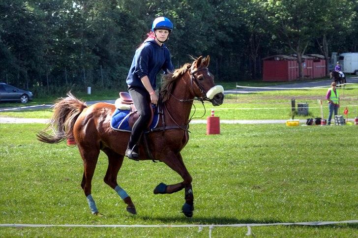 Anden særlig race Solo Girl  billede 4