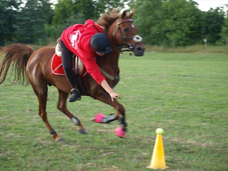 Anden særlig race Solo Girl  billede 5