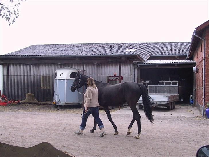Dansk Varmblod skylight billede 5