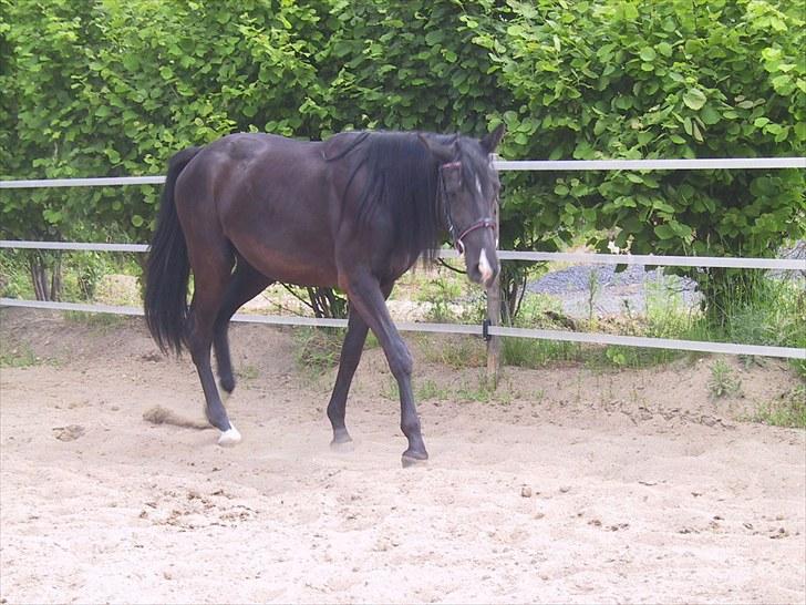 Dansk Varmblod skylight billede 6