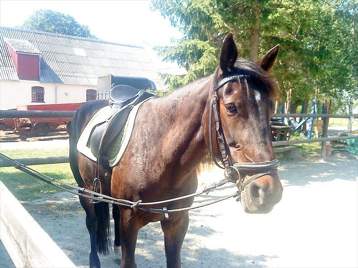 Traver Golden Flamingo billede 15