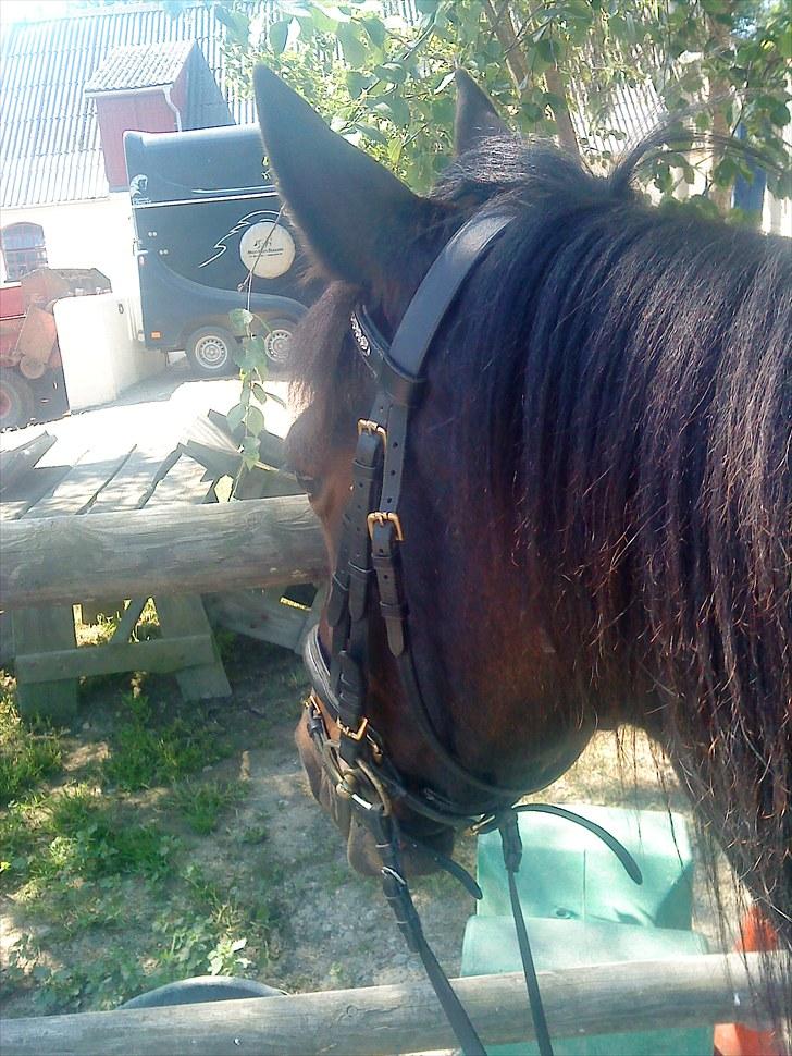 Traver Golden Flamingo billede 16