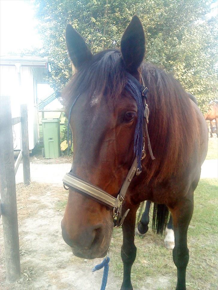 Traver Golden Flamingo billede 17