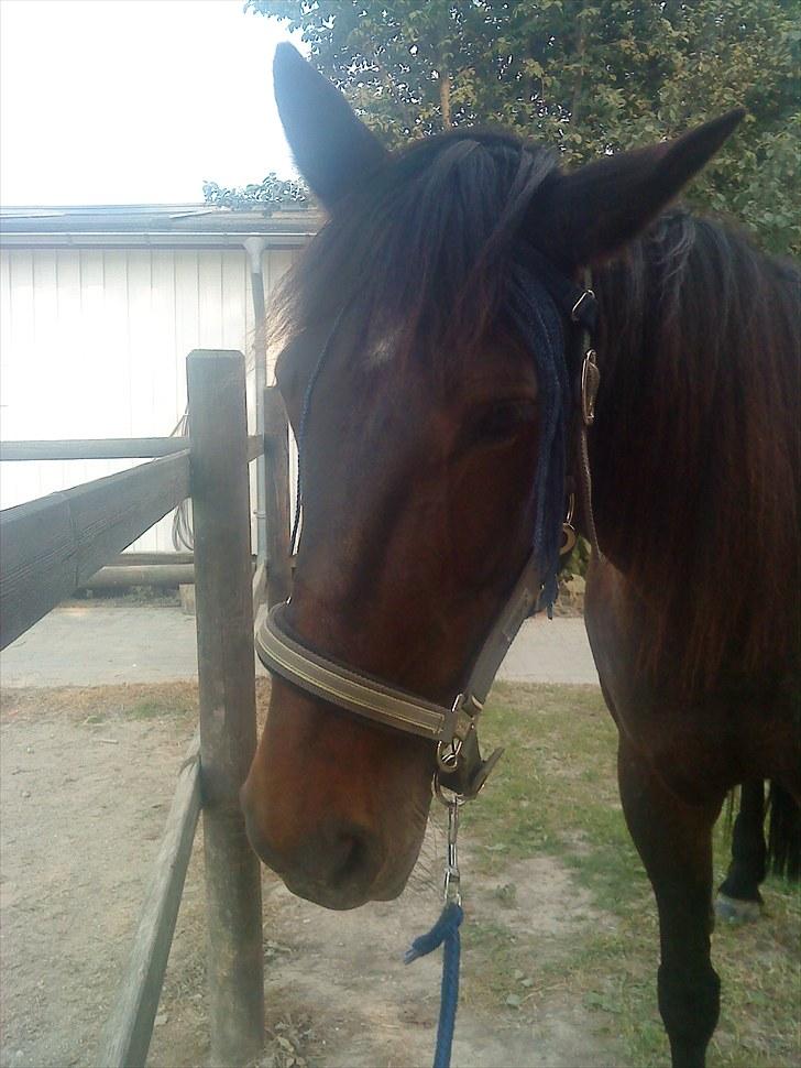 Traver Golden Flamingo billede 18