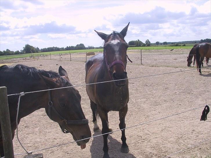 Dansk Varmblod galanta bortgivet billede 20