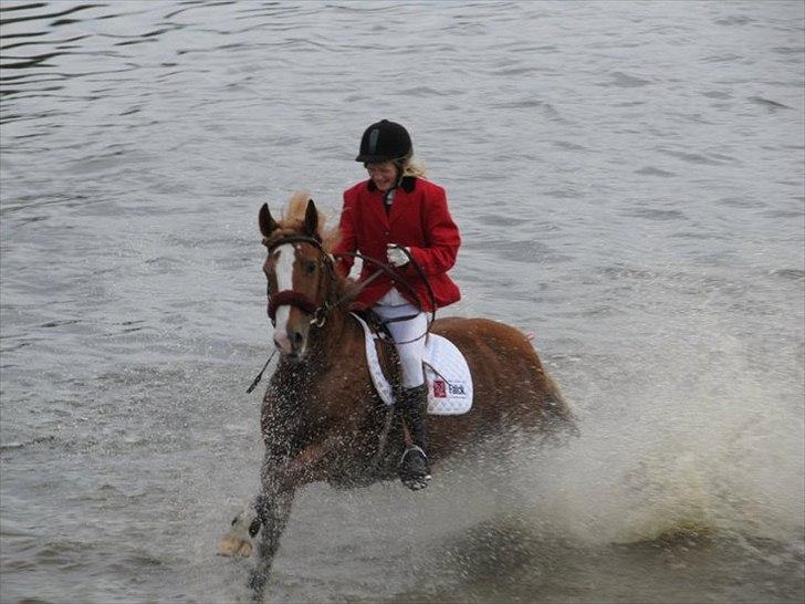 Welsh Cob (sec D) Whitesocks (White Feet) - Jeg elsker dig min Whitesocks! til jagt med cecilie(deltaget) billede 5