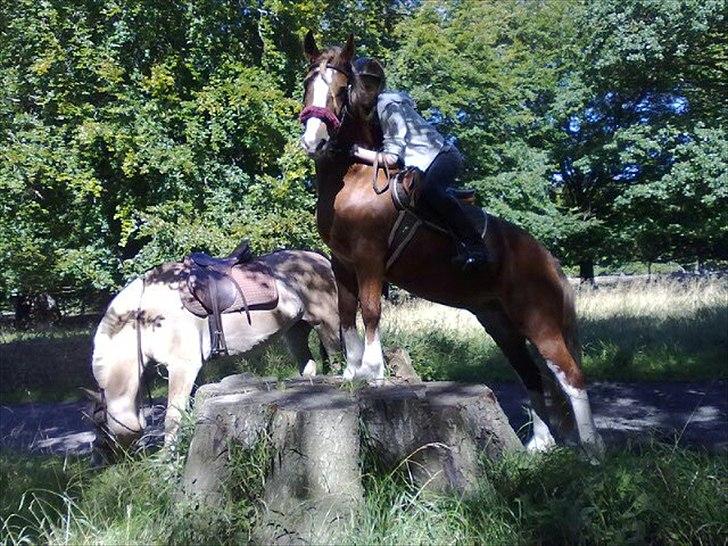 Welsh Cob (sec D) Whitesocks (White Feet) - STUPTRÆNING med Cecilie og Bolette! noget vi selv har fundet på. foto: ceecilie billede 6