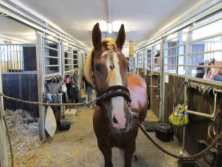 Welsh Cob (sec D) Whitesocks (White Feet) - Gør klar til jagt::D billede 7