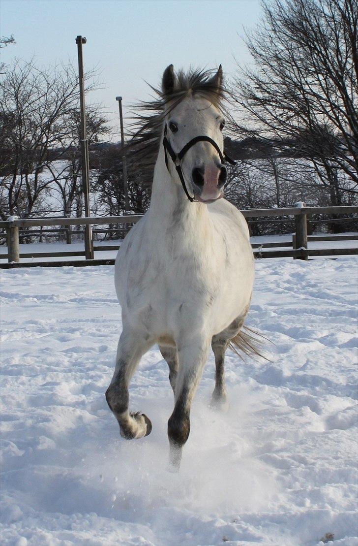 Tysk Sportspony Highlight  - Glade dyr ;-) vinter 2010 billede 4