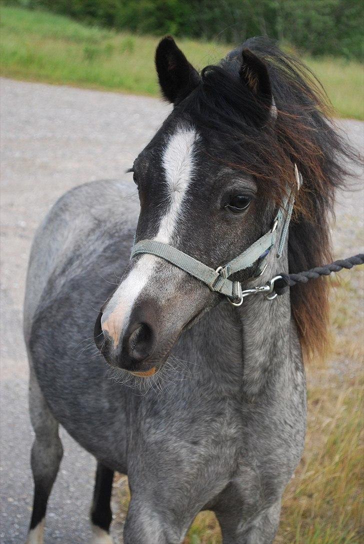 Welsh Mountain (sec A) Lærkegårdens Bad Boy .. Solgt .. billede 8