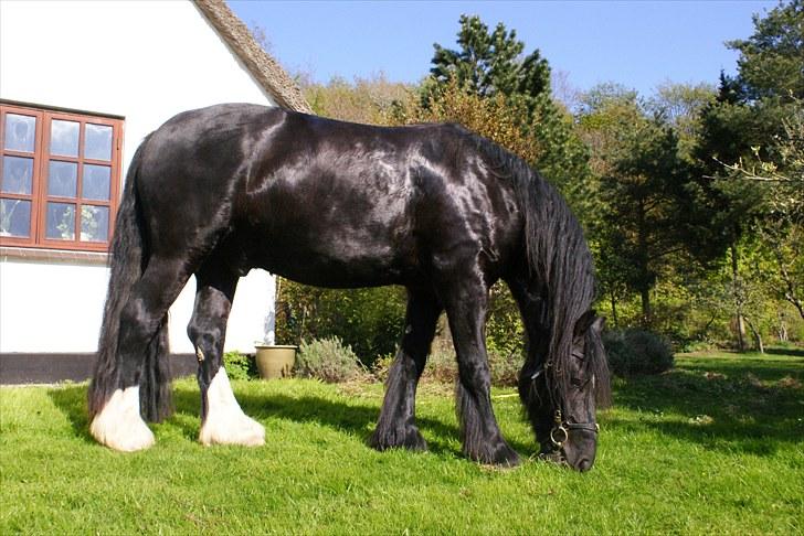 Irish Cob Crossbreed Thor billede 14