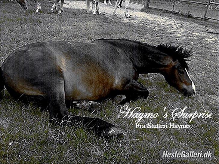 Welsh Pony af Cob-type (sec C) Haymo's Surprise billede 10