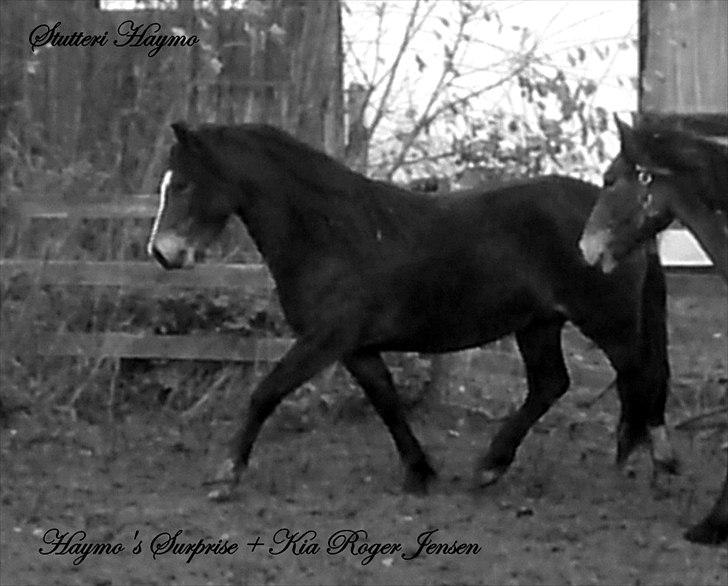 Welsh Pony af Cob-type (sec C) Haymo's Surprise billede 7