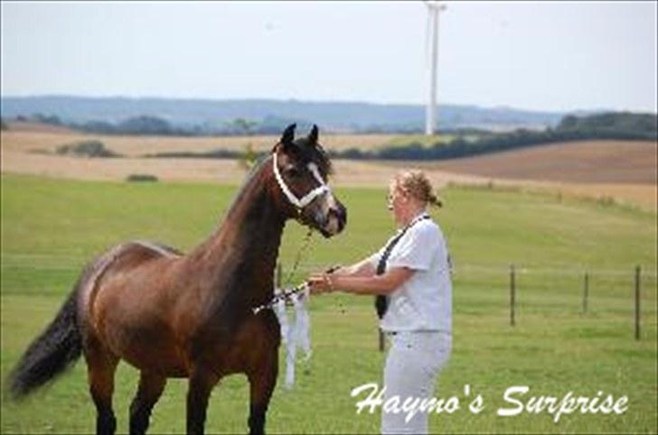 Welsh Pony af Cob-type (sec C) Haymo's Surprise billede 14