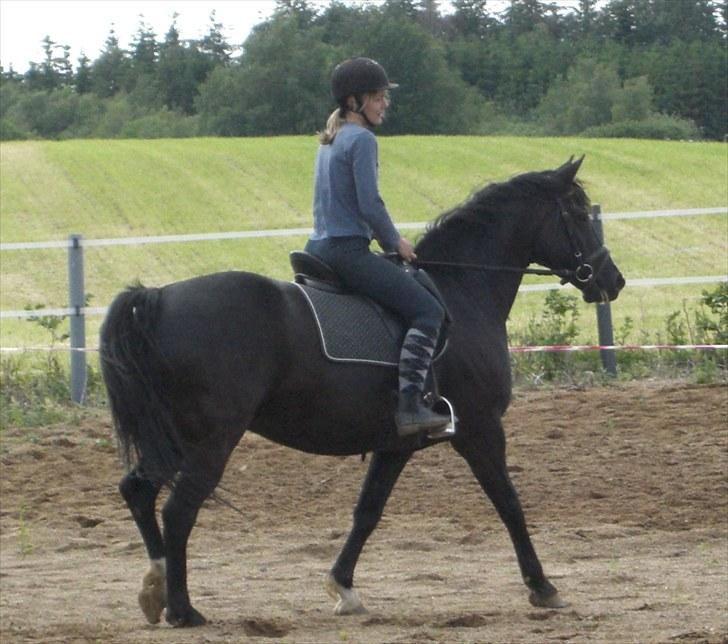 Anden særlig race Dansk varmblod - Zoya billede 17