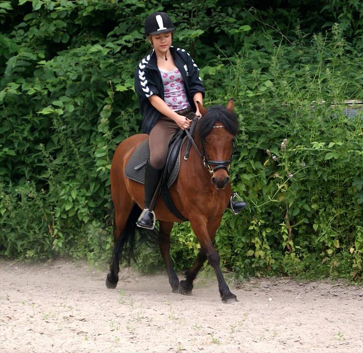 Anden særlig race Cassiopeia DEN SAVNEDE!<3 - Dressur (: Fotogra: Melis billede 2