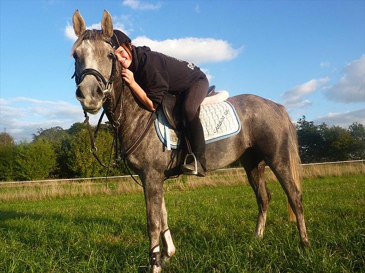 Arabisk fuldblod (OX) Cassie OX - Cassie OX billede 1