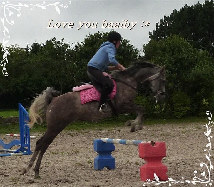 Arabisk fuldblod (OX) Cassie OX billede 16