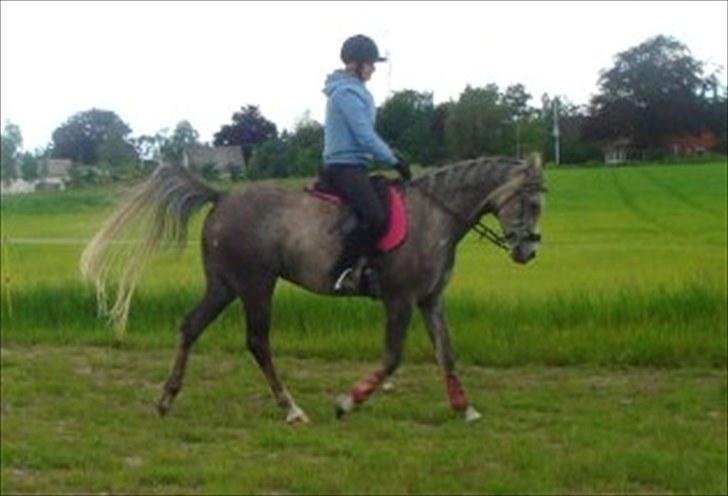 Arabisk fuldblod (OX) Cassie OX billede 8