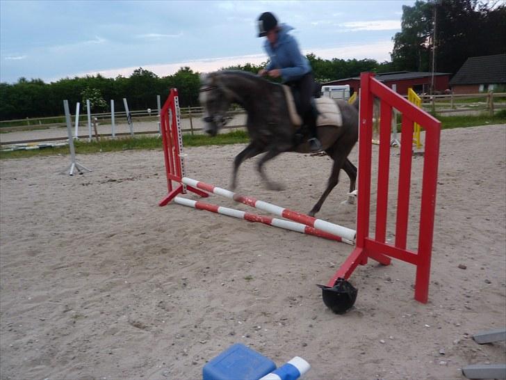 Arabisk fuldblod (OX) Cassie OX billede 9