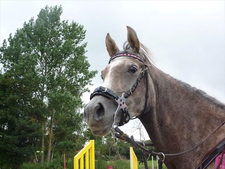 Arabisk fuldblod (OX) Cassie OX billede 10