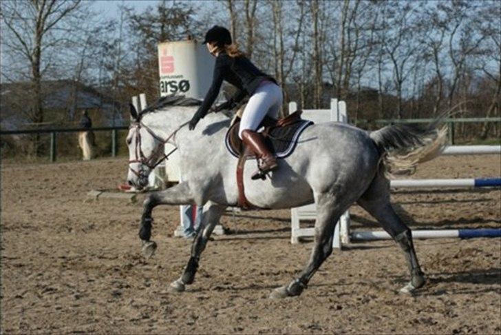 Dansk Varmblod | Cool Cash [Søsters] - dygtig hest, efter de red nul i deres første la. (: billede 9