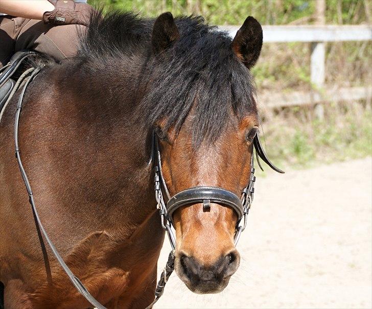 Anden særlig race Cassiopeia DEN SAVNEDE!<3 - Foto: Linne ;* billede 3