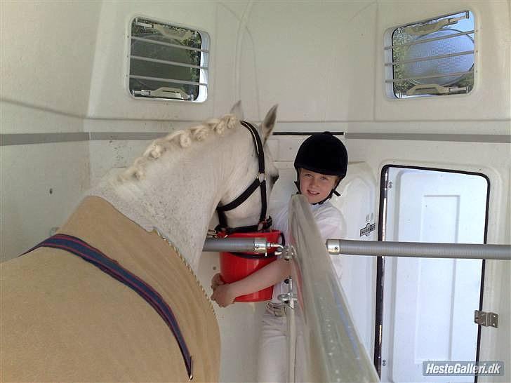 New Forest Amadeus    (gammel part) billede 13