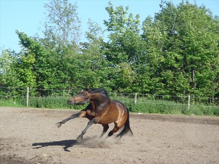 Hollandsk Varmblod Zheridan - Han var vild på folden, dér ser han ret drabelig ud xD billede 3