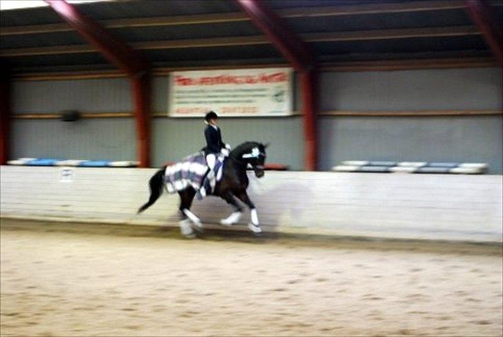 Hollandsk Varmblod Zheridan - Æresrunde, med en glad Zherri i fuld galop :D billede 7