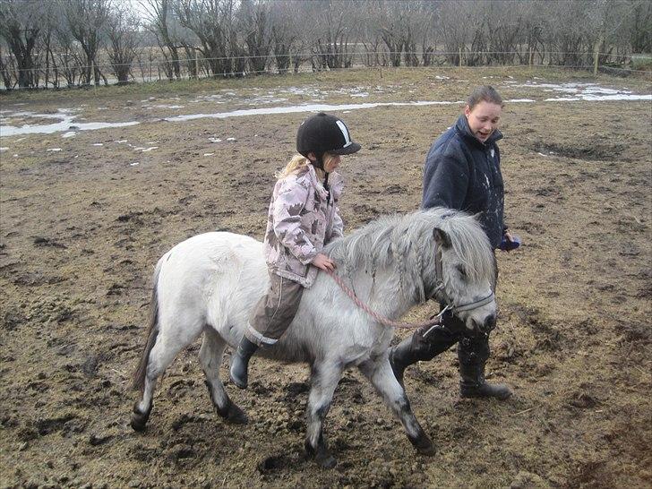 Knabstrupper Vores Tempo *Stjerne-pony* - Første gang med rytter billede 10