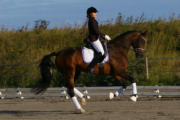 Hollandsk Varmblod Zheridan - Galop til stævne :o) billede 8