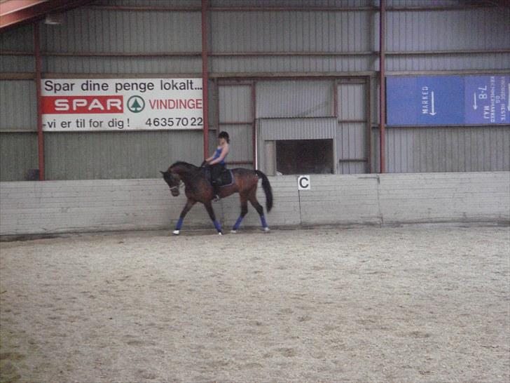 Hollandsk Varmblod Zheridan billede 11