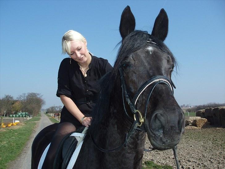 Dansk Varmblod Hacky Zack Firfod billede 9