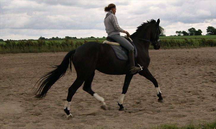 Dansk Varmblod Hacky Zack Firfod - Lotte og hacksen igang efter 2 mdr. med skade. Er her redet i 2 uger. billede 11