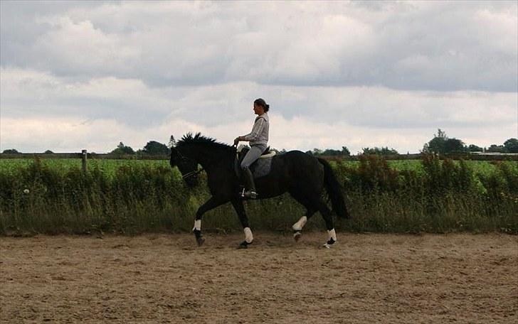 Dansk Varmblod Hacky Zack Firfod - Lotte og hacksen igang efter 2 mdr. med skade. Er her redet i 2 uger. billede 13