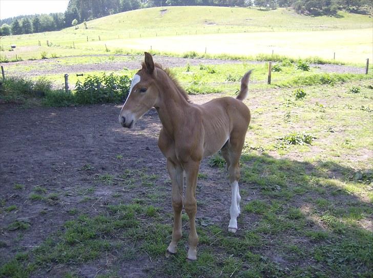 Dansk Varmblod trindbjerggårds lapazio billede 7