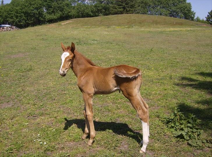 Dansk Varmblod trindbjerggårds lapazio billede 5